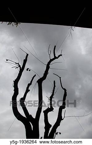 silhouette bare tree branches and dark sky View Large Photo Image Picture - silhouette bare tree branches and dark sky. Fotosearch