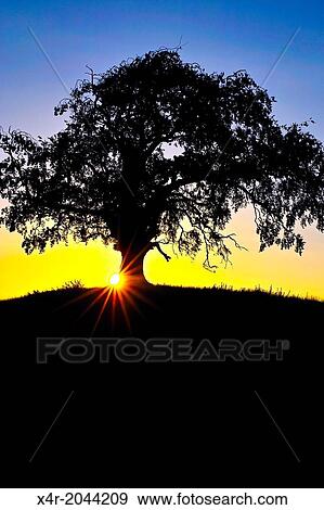 Silhouette of a Beech Tree at sunset, near Tudenham, County Westmeath, Ireland. View Large Photo Image Stock Photo - Silhouette of a Beech Tree at sunset, near Tudenham, County Westmeath, Ireland.. Fotosearch