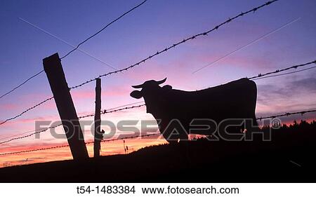 silhouette of a cow in the meadow View Large Photo Image Picture - silhouette of a cow in the meadow. Fotosearch