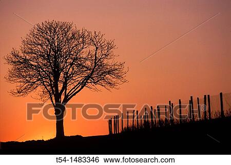 Silhouette of a deciduous tree in the dusk View Large Photo Image Stock Photograph - Silhouette of a deciduous tree in the dusk. Fotosearch