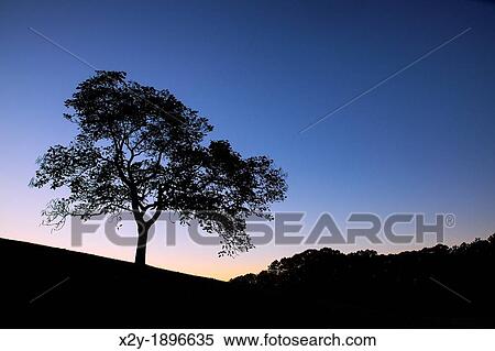 Stock Photography - Silhouette of a tree at sunset, Delaware, USA. Fotosearch