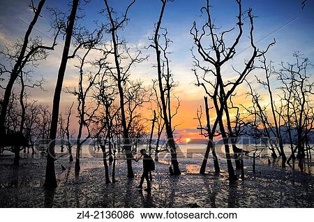 Stock Photograph - Silhouette of a woman hiking among trees and mangrove at sunset at Telok Assam beach. Malaysia, Borneo, Sarawak, Bako National Park. Model Released.. Fotosearch