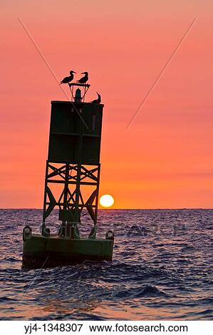 Stock Photo - silhouette of brown boobies, Sula leucogaster, resting on navigational buoy aka green can at sunset, Kona Coast, Big Island, Hawaii, USA, Pacific Ocean. Fotosearch