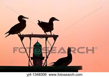 silhouette of brown boobies, Sula leucogaster, resting on navigational buoy aka green can at sunset, Kona Coast, Big Island, Hawaii, USA, Pacific Ocean View Large Photo Image Stock Photograph - silhouette of brown boobies, Sula leucogaster, resting on navigational buoy aka green can at sunset, Kona Coast, Big Island, Hawaii, USA, Pacific Ocean. Fotosearch