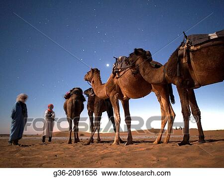 Silhouette of camel drivers with camel during sunset in Erg Chebi, Morrocco. View Large Photo Image Stock Photograph - Silhouette of camel drivers with camel during sunset in Erg Chebi, Morrocco.. Fotosearch