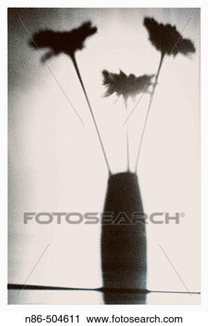Silhouette of flowers in a vase View Large Photo Image Stock Image - Silhouette of flowers in a vase. Fotosearch