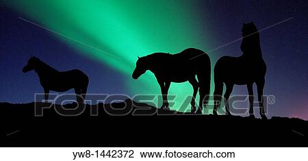Stock Image - Silhouette of Horses under the Northern Lights AURORA BOREALIS in Iceland. Fotosearch