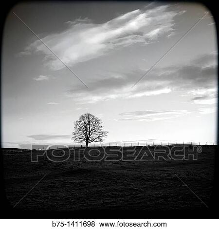 Silhouette of lone tree View Large Photo Image Stock Photo - Silhouette of lone tree. Fotosearch