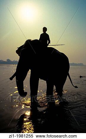 silhouette of mahut riding an elephant at the Mahanadi river at Sonpur in India View Large Photo Image Stock Photography - silhouette of mahut riding an elephant at the Mahanadi river at Sonpur in India. Fotosearch