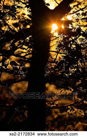 Picture - Silhouette of Plane Tree Platanus orientalis, Crete. Fotosearch