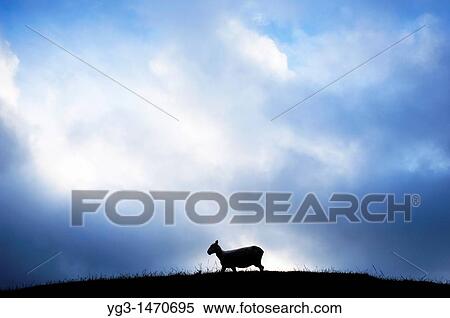 Silhouette of sheep on hilltop, New Zealand View Large Photo Image Stock Photography - Silhouette of sheep on hilltop, New Zealand. Fotosearch