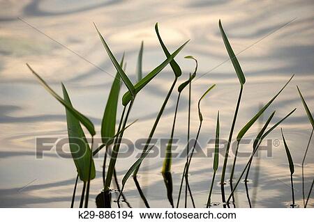 Picture - Silhouetted pickerelweed leaves with sky reflections in lake water. Fotosearch