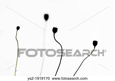 Silhouetted wild poppies growing in rural field View Large Photo Image Stock Image - Silhouetted wild poppies growing in rural field. Fotosearch