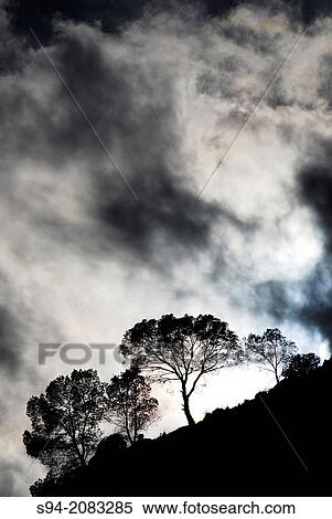 Silhouettes of a trees near Royo Odrea, Albacete province, Spain. View Large Photo Image Stock Photography - Silhouettes of a trees near Royo Odrea, Albacete province, Spain.. Fotosearch
