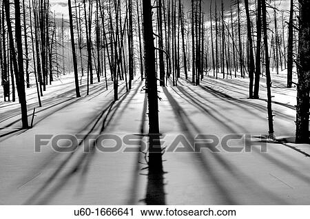 Silicified trees provide a silhouette against the winter sun at Yellowstone National Park, Wyoming View Large Photo Image Stock Image - Silicified trees provide a silhouette against the winter sun at Yellowstone National Park, Wyoming. Fotosearch