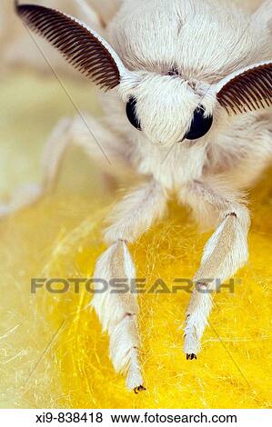 Silkworm moth (Bombyx mori) View Large Photo Image Stock Photo - Silkworm moth (Bombyx mori). Fotosearch