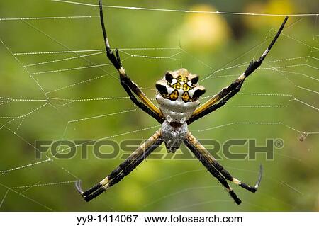 Stock Photo - Silver Argiope Spider - Los Novios Ranch - near Cotulla, Texas USA. Fotosearch