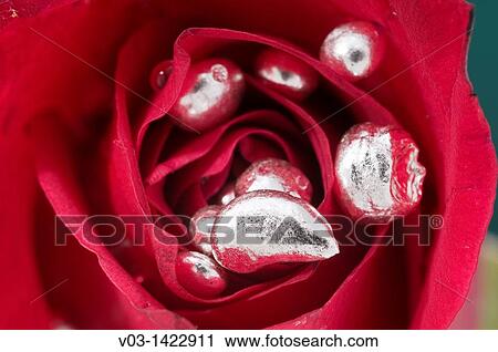Silver Grains and a Rose View Large Photo Image Stock Image - Silver Grains and a Rose. Fotosearch