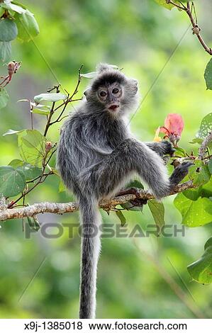 Silver Leaf Langur at Bako National Park, Sarawak, Malaysia. View Large Photo Image Stock Photo - Silver Leaf Langur at Bako National Park, Sarawak, Malaysia.. Fotosearch