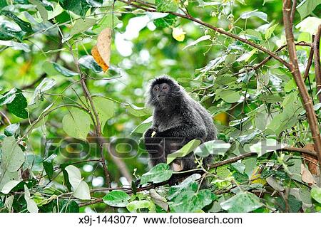 Silver Leaf Langur at Bako National Park, Sarawak, Malaysia View Large Photo Image Stock Photo - Silver Leaf Langur at Bako National Park, Sarawak, Malaysia. Fotosearch