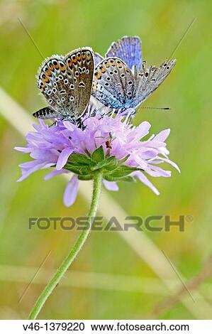Stock Image - Silver-studded Blue, Plebejus argus with Idas Blue, Northern Blue, plebejus idas, plebeius, Lycaeides idas, Butterflies on lavender scabious Underwing clearly visible Female On vetchlike plant Milovice, Czech Republic. Fotosearch
