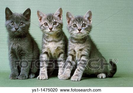 Stock Image - Silver Tabby Domestic Cat, Kitten sitting. Fotosearch