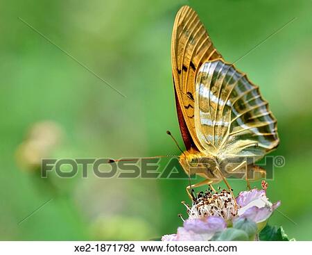 Silver-washed Fritillary - Argynnis paphia, Greece View Large Photo Image Stock Image - Silver-washed Fritillary - Argynnis paphia, Greece. Fotosearch