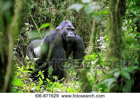 Silverback eastern lowland gorilla in the equatorial forest of Kahuzi Biega Park (Gorilla beringei graueri) Democratic Republic of Congo, Africa View Large Photo Image Stock Photo - Silverback eastern lowland gorilla in the equatorial forest of Kahuzi Biega Park (Gorilla beringei graueri) Democratic Republic of Congo, Africa. Fotosearch