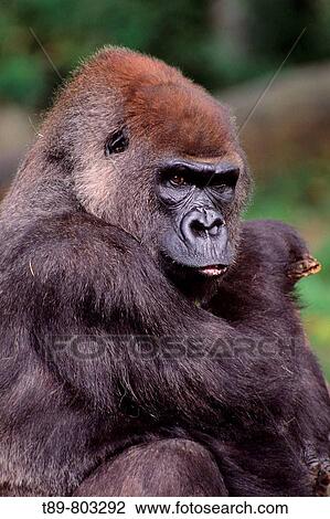 Stock Image - Silverback Lowland Gorilla. Fotosearch