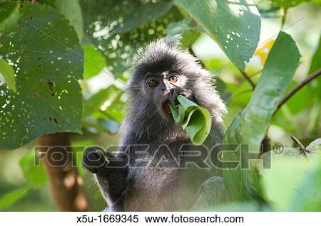 Silvered leaf monkey, Trachypithecus cristatus cristatus Also known as silvered langur, silvered leaf-monkey, silvered monkey, The monkeys have a distinctive tuft of hair on the tops of their heads Animal feeding by rolling a leaf View Large Photo Image Stock Photography - Silvered leaf monkey, Trachypithecus cristatus cristatus Also known as silvered langur, silvered leaf-monkey, silvered monkey, The monkeys have a distinctive tuft of hair on the tops of their heads Animal feeding by rolling a leaf. Fotosearch