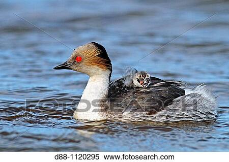 Silvery Grebe (Podiceps occipitalis), Sealion Island, Falkland Islands, UK View Large Photo Image Stock Photography - Silvery Grebe (Podiceps occipitalis), Sealion Island, Falkland Islands, UK. Fotosearch