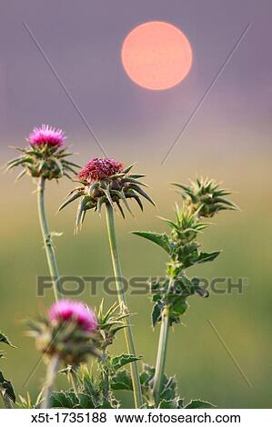 Silybum marianum - Milk Thistle View Large Photo Image Stock Photo - Silybum marianum - Milk Thistle. Fotosearch
