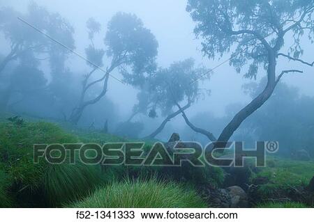 Stock Image - Simien Mountains National Park, Ethiopia, Africa. Fotosearch