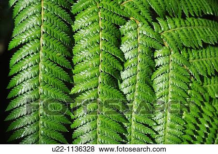 Singapore: fern at the Botanic Gardens View Large Photo Image Stock Photo - Singapore: fern at the Botanic Gardens. Fotosearch