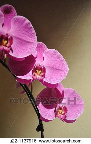 Singapore: orchid at the Fullerton Hotel View Large Photo Image Stock Photograph - Singapore: orchid at the Fullerton Hotel. Fotosearch