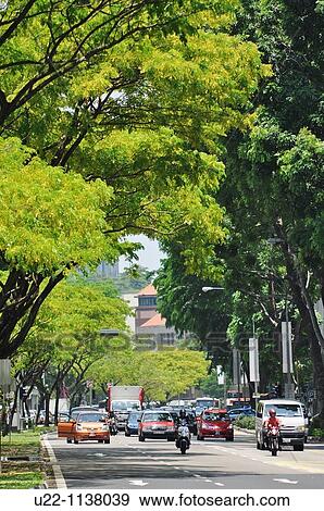 Singapore: road with trees in Downtown View Large Photo Image Stock Photo - Singapore: road with trees in Downtown. Fotosearch