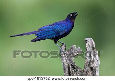 Stock Image - singing R? ppell's Glossy-starling Lamprotornis purpuropterus sitting on branch, Serengeti National Park, Tanzania. Fotosearch
