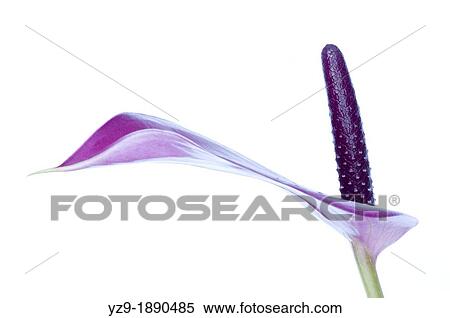 Stock Photography - Single Anthurium anderianum? Sensa?. Fotosearch
