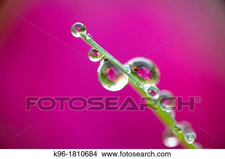 Picture - single blade of grass covered in dew drops against hot pink background. Fotosearch