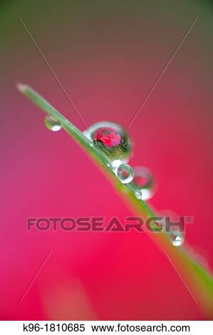 single blade of grass with dew drops reflecting a flower View Large Photo Image Stock Photography - single blade of grass with dew drops reflecting a flower. Fotosearch