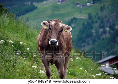 single cow looking into the lens, close-up, Saas Fee, canton Valais, Wallis, Swiss Alps, Switzerland View Large Photo Image Stock Photo - single cow looking into the lens, close-up, Saas Fee, canton Valais, Wallis, Swiss Alps, Switzerland. Fotosearch