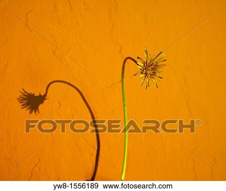 Stock Photo - Single dandelion growing by wall, Iceland. Fotosearch