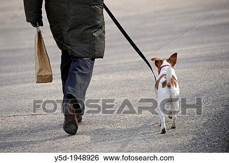 Stock Photograph - single man walking dog on a leash, Paris, France. Fotosearch