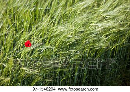Single red poppy amongst wheat field along the Camino de Santiago View Large Photo Image Picture - Single red poppy amongst wheat field along the Camino de Santiago. Fotosearch