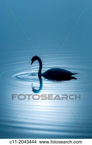 single swan, lake district, cumbria, england, uk, europe. View Large Photo Image Picture - single swan, lake district, cumbria, england, uk, europe.. Fotosearch