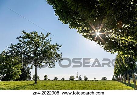 Single Tree and Sinking Sun on Magdalena Hill, Bad Schallerbach, Austria. View Large Photo Image Stock Photo - Single Tree and Sinking Sun on Magdalena Hill, Bad Schallerbach, Austria.. Fotosearch