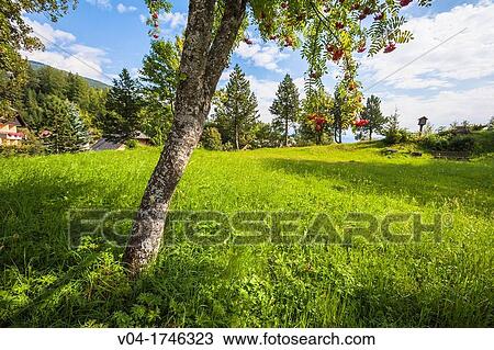 Single tree in a meadow, Austria, Europe View Large Photo Image Stock Image - Single tree in a meadow, Austria, Europe. Fotosearch