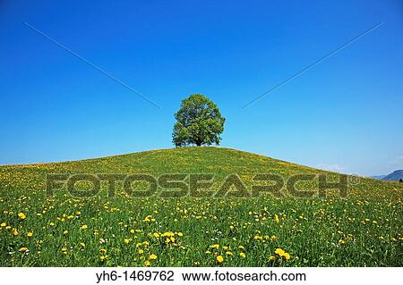 Single tree on a hill, Switzerland, Canton Zug, Menzingen View Large Photo Image Stock Image - Single tree on a hill, Switzerland, Canton Zug, Menzingen. Fotosearch