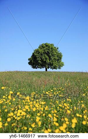Single tree on a hill, Switzerland, Canton Zurich View Large Photo Image Stock Photo - Single tree on a hill, Switzerland, Canton Zurich. Fotosearch
