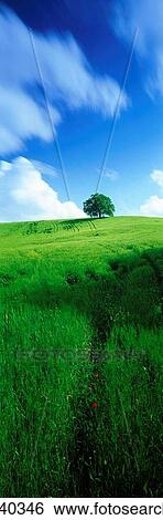 Single tree View Large Photo Image Stock Photograph - Single tree. Fotosearch